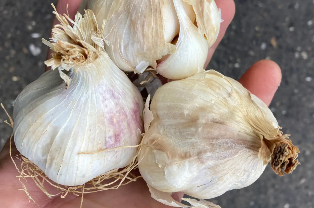 Best Softneck Garlic Bulbs Varieties to Grow This Year